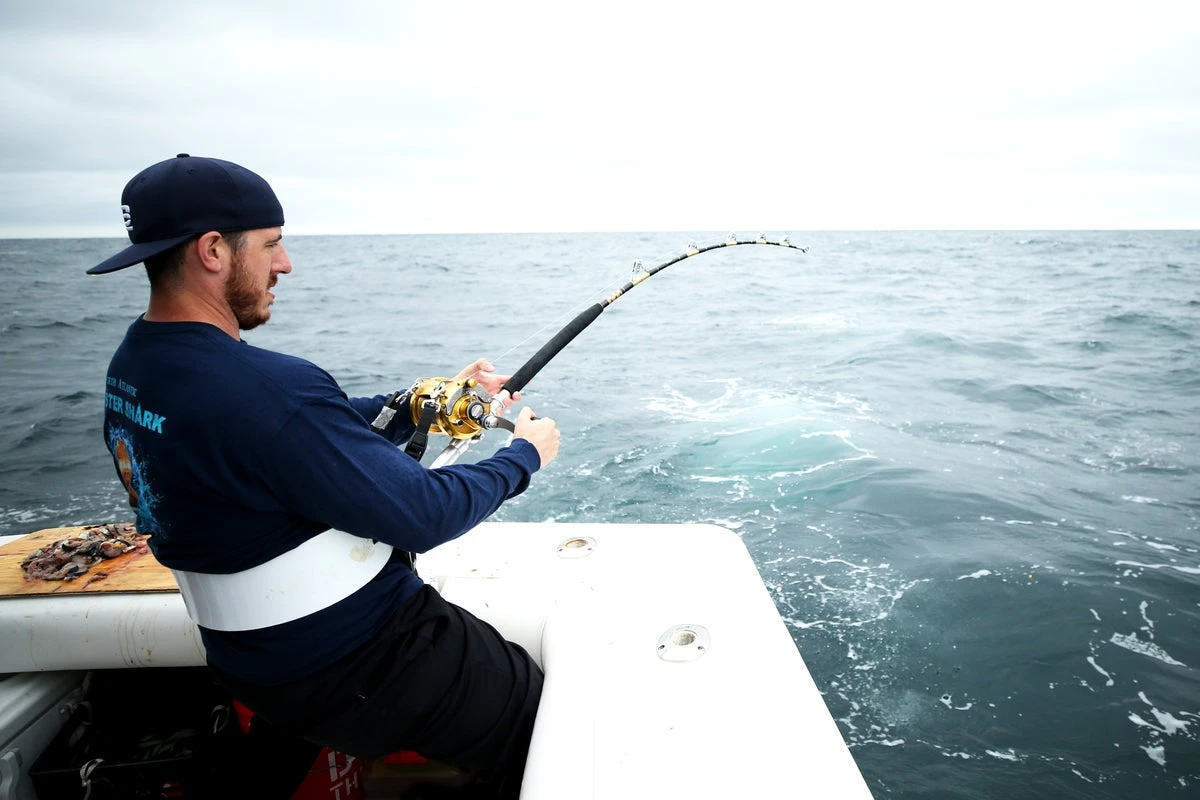 Fishermen could soon be allowed to hunt more sharks