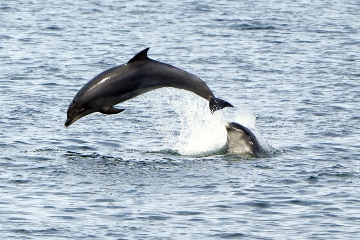 Man banned from chasing dolphins on his jet ski