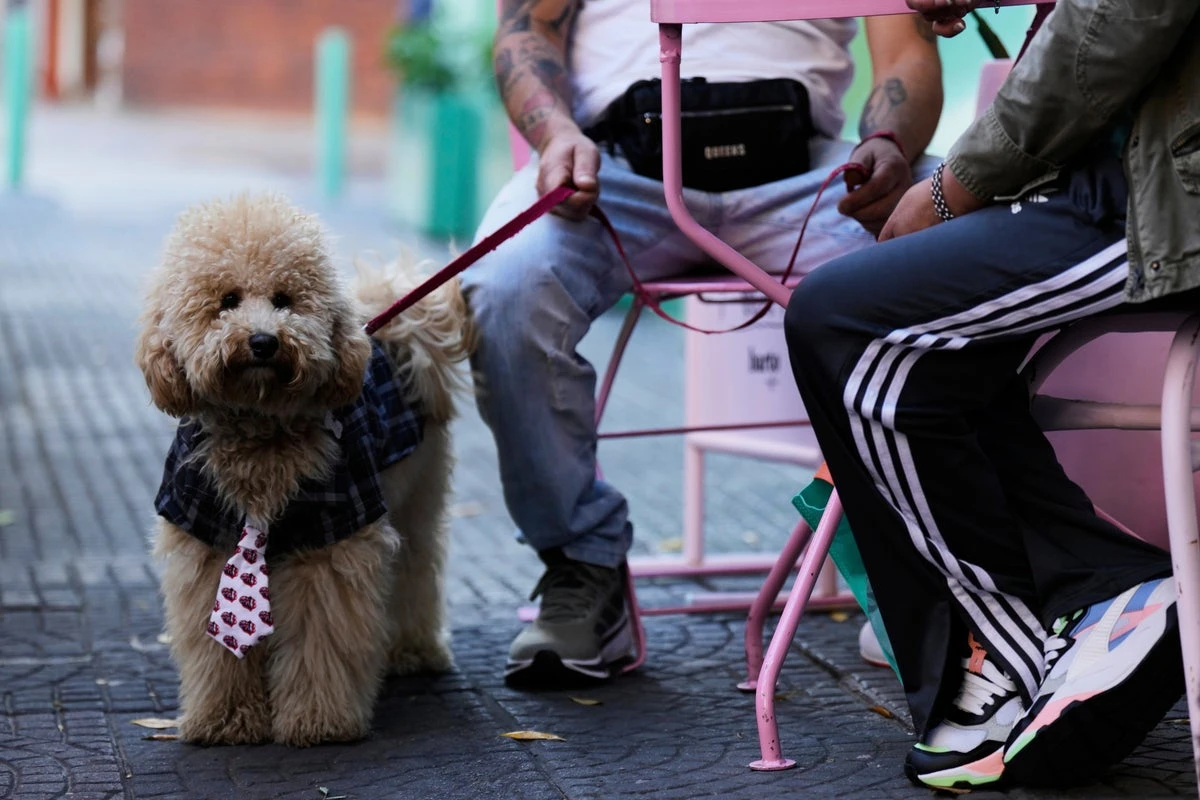 Inside the city where people are choosing pets over children