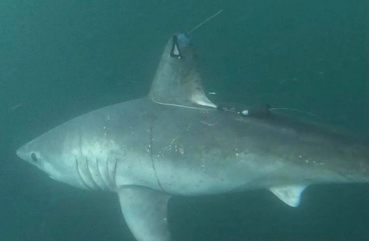 Scientists stunned to find large sharks hunting each other in Atlantic