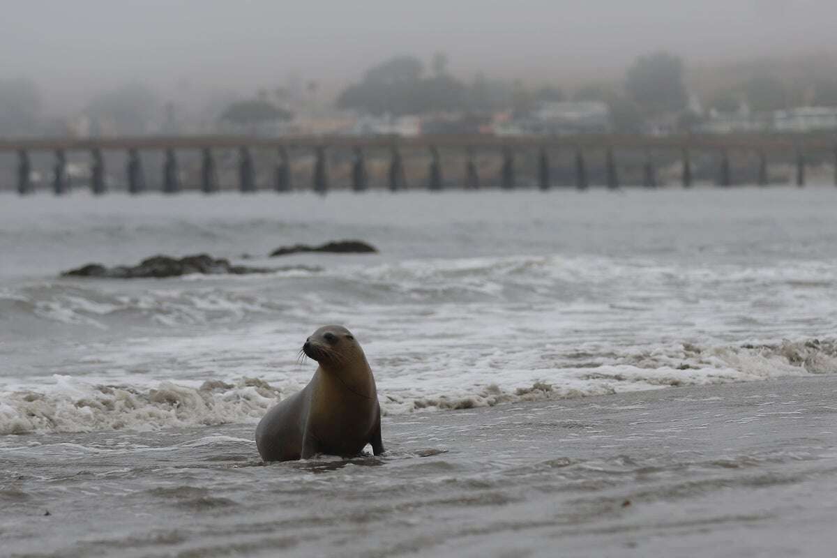 Fourteen ‘suffering and confused’ sea lions spotted on Malibu beaches