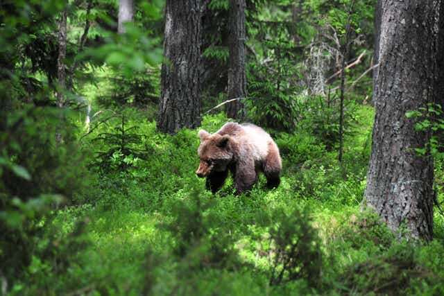 Scientists poke hibernating bears to discover secrets of blood clots