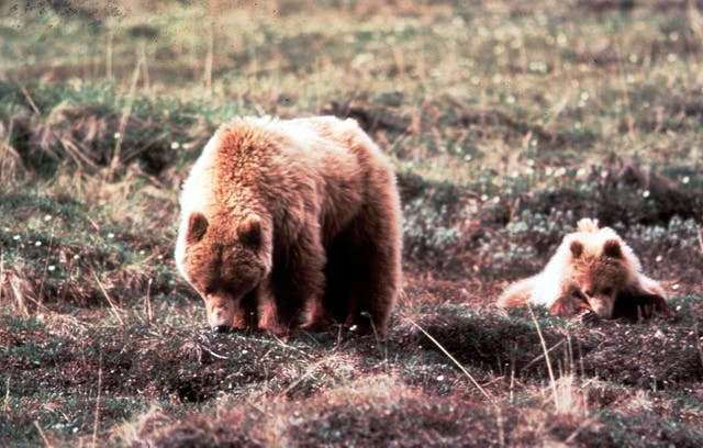Missing hiker found alive days after being charged by bears in Alaska