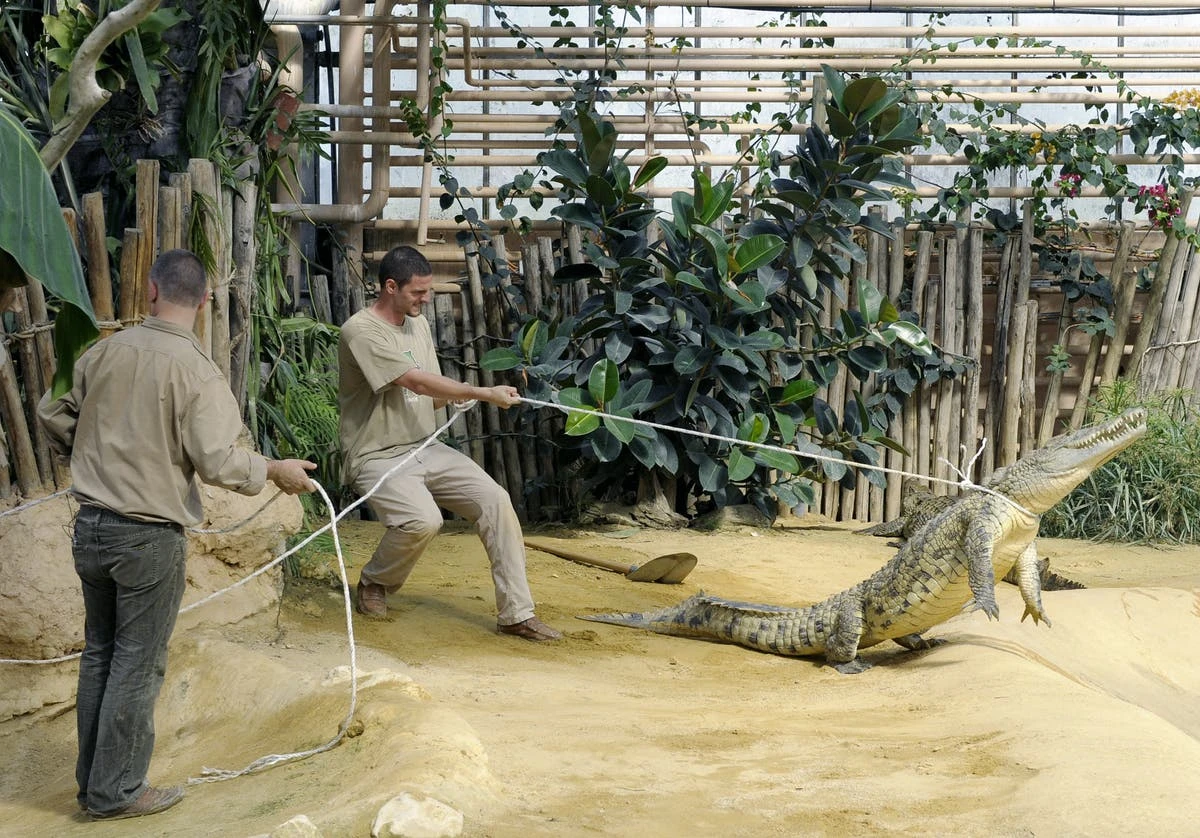 Crocodiles react quickly to sounds of crying babies, study finds