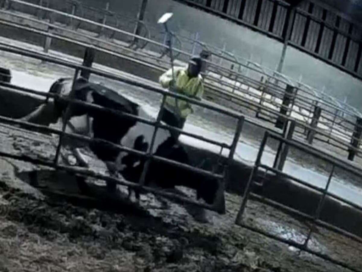 Cows on farms for M&S and Muller kicked, hit with chains and sworn at