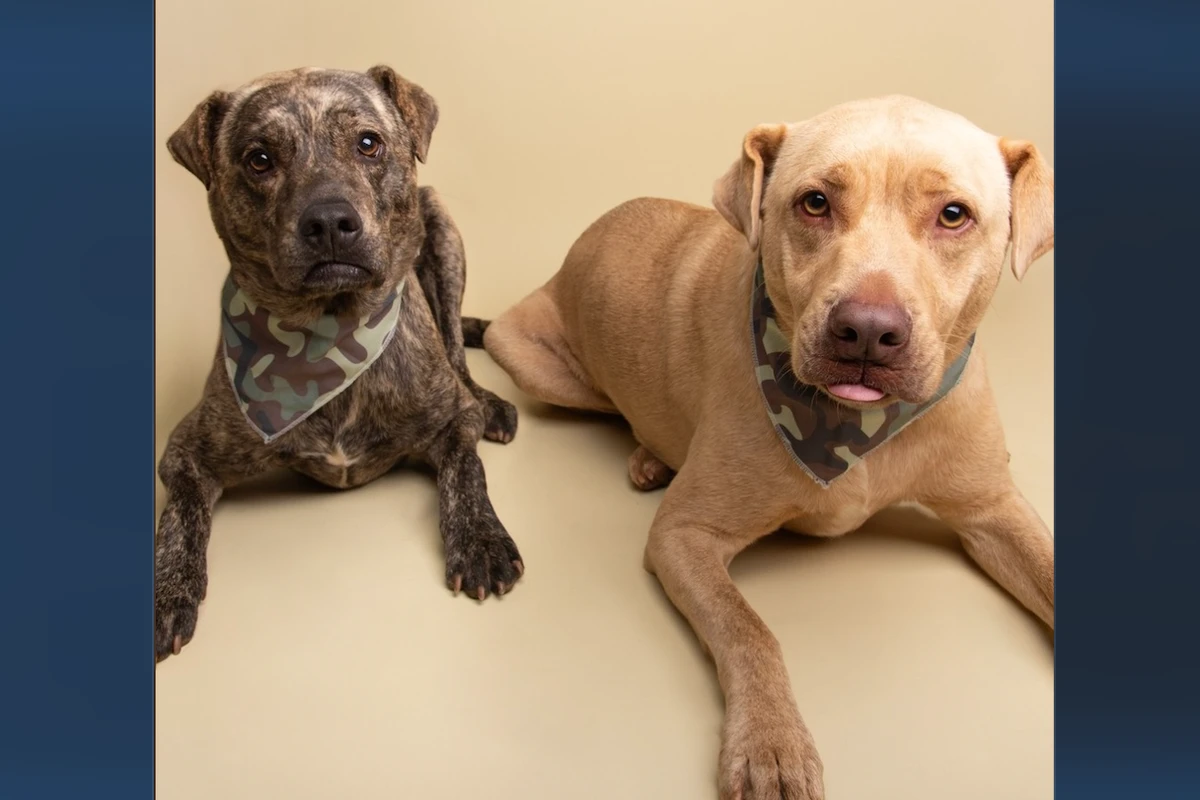Shelter fights to keep dog pair together after owner dies from cancer
