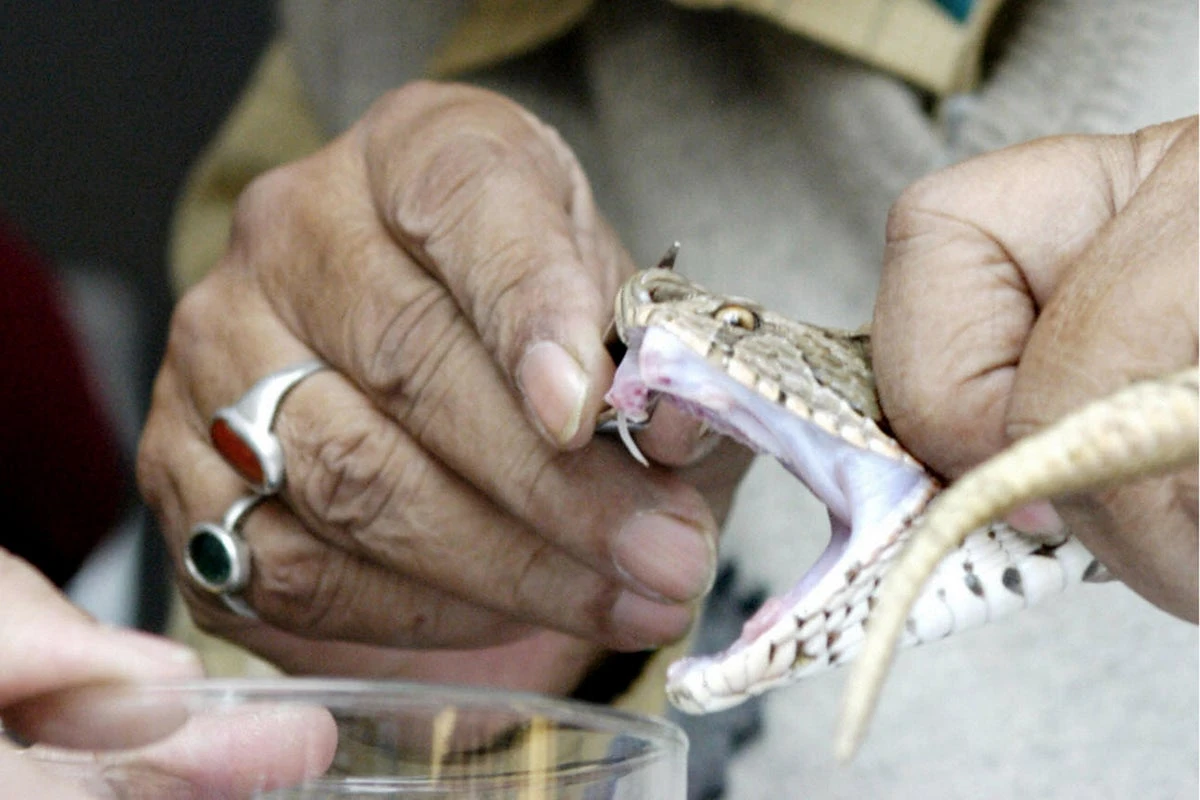 Man dies after being bitten by snake coiled in his Crocs