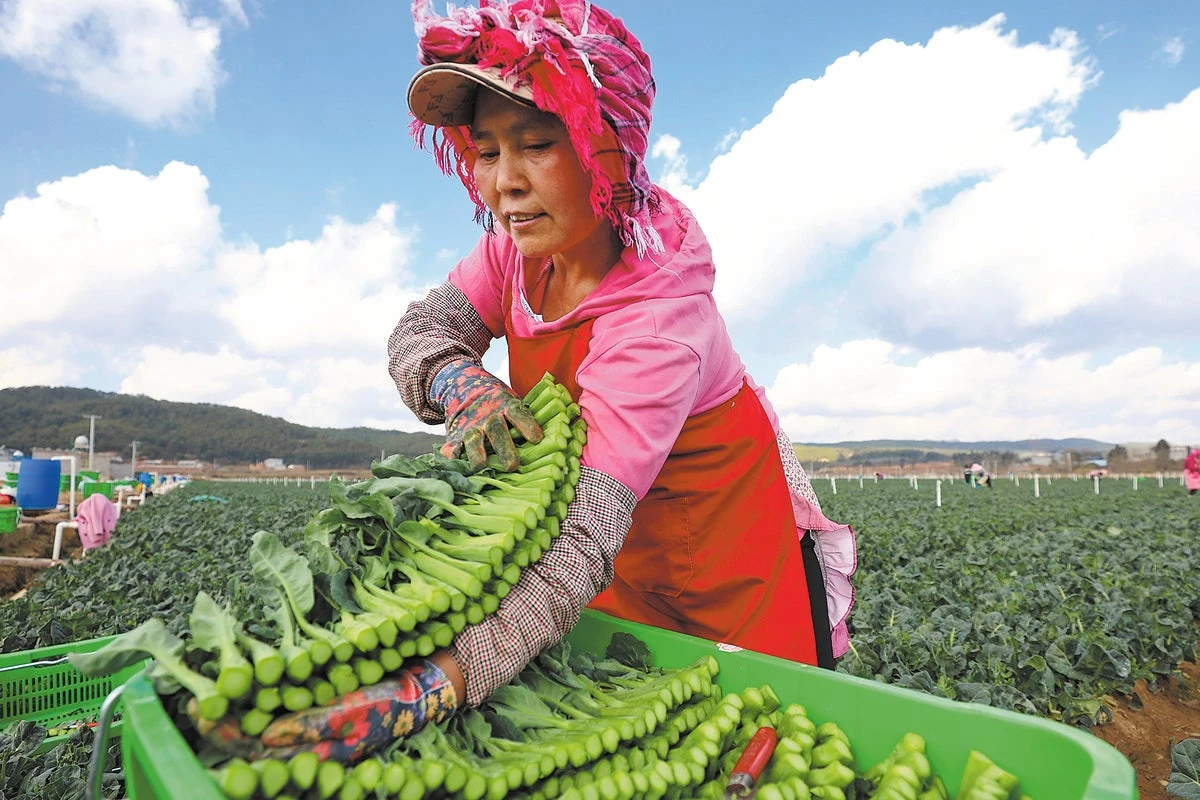 Yunnan sprouting into China’s ‘vegetable basket’