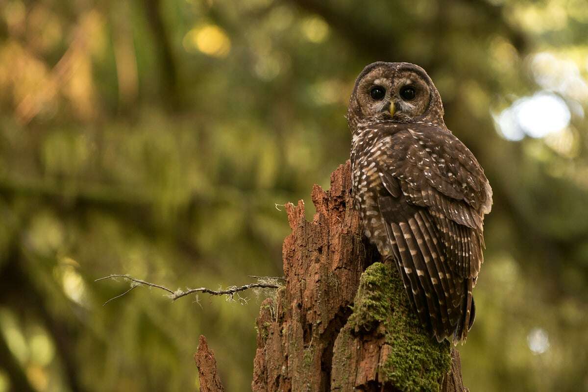 Hiring freeze could greatly impact this threatened owl