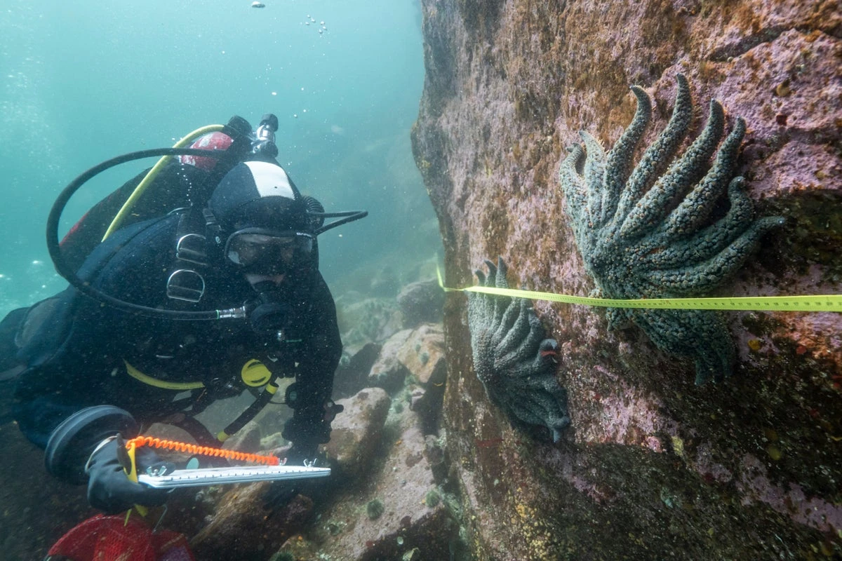 Scientists believe they’ve solved sea star death mystery
