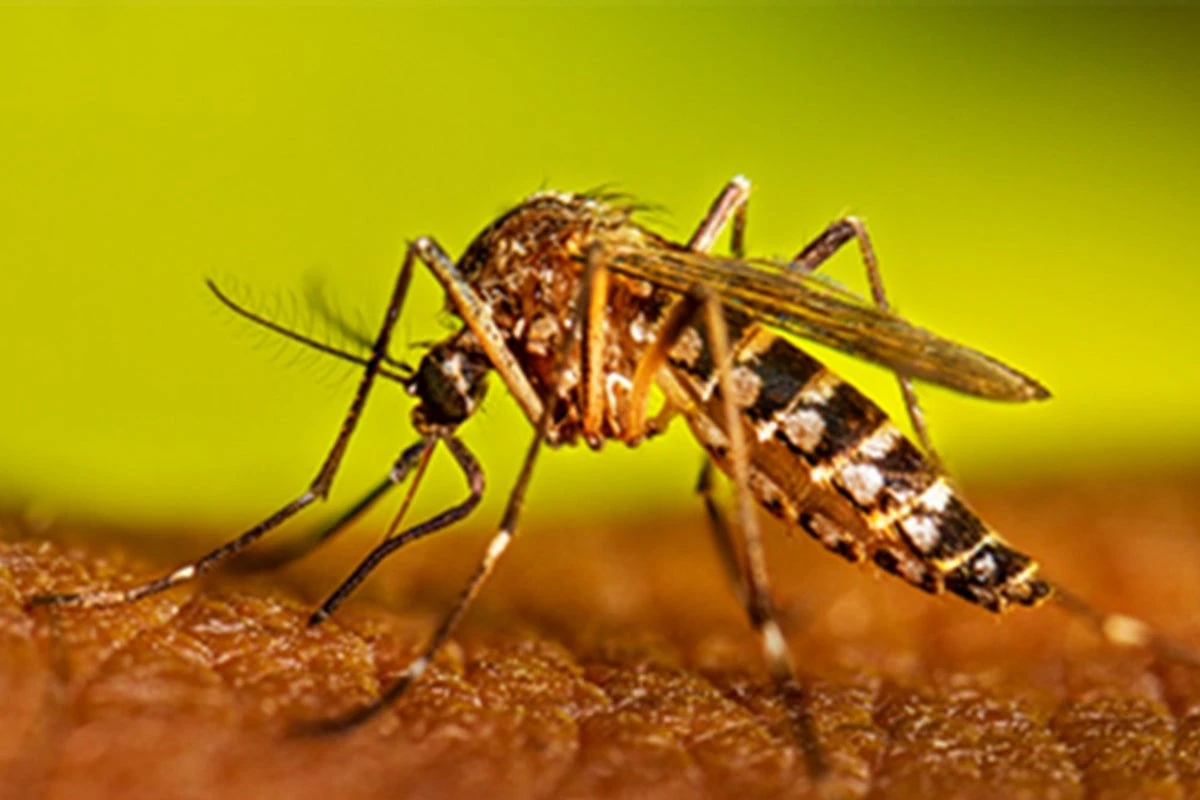Scientists now have a way to wipe out mosquitoes. Should they?