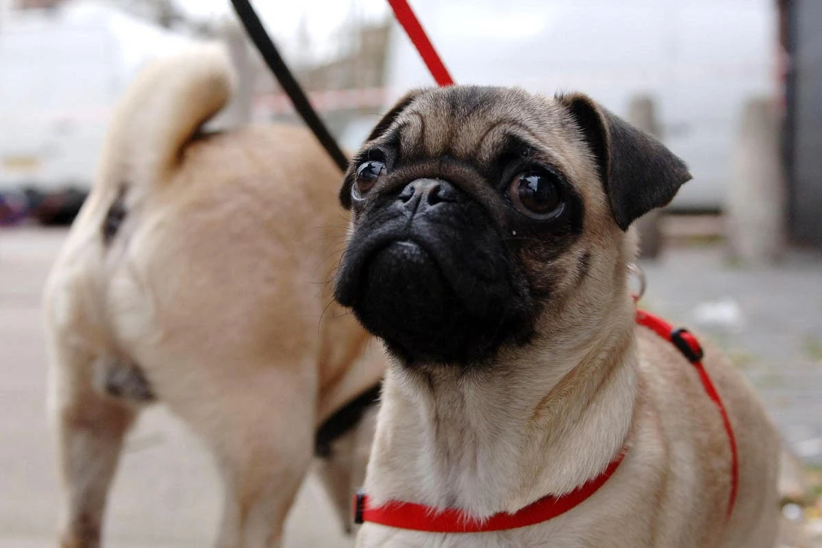 Flat-faced dogs ‘have 40% higher risk of shorter lives than other breeds’