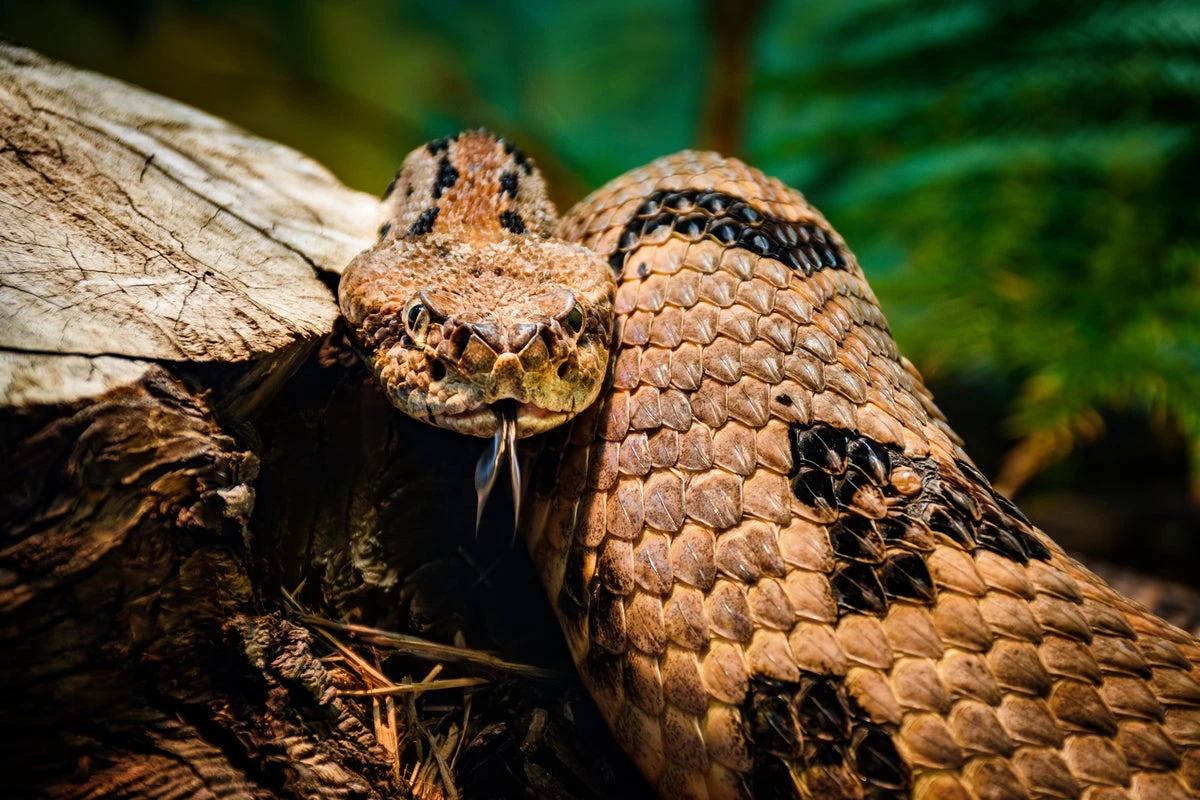 Hiker killed by venomous snake bite in Tennessee ‘made fatal mistake’
