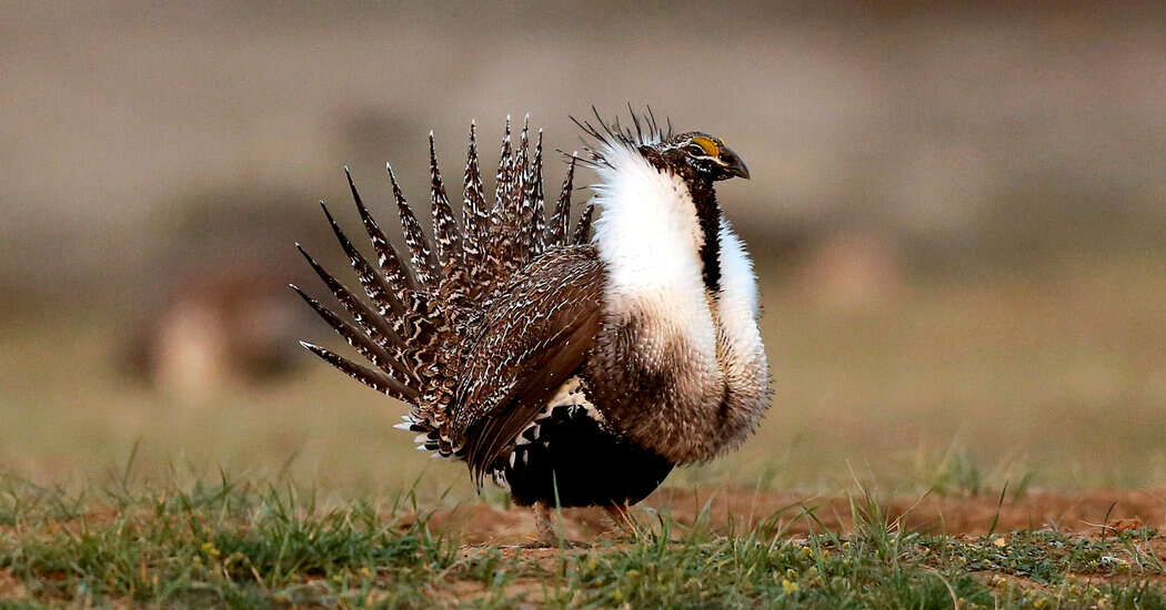 Biden Administration Restricts Development in West to Protect Sage Grouse