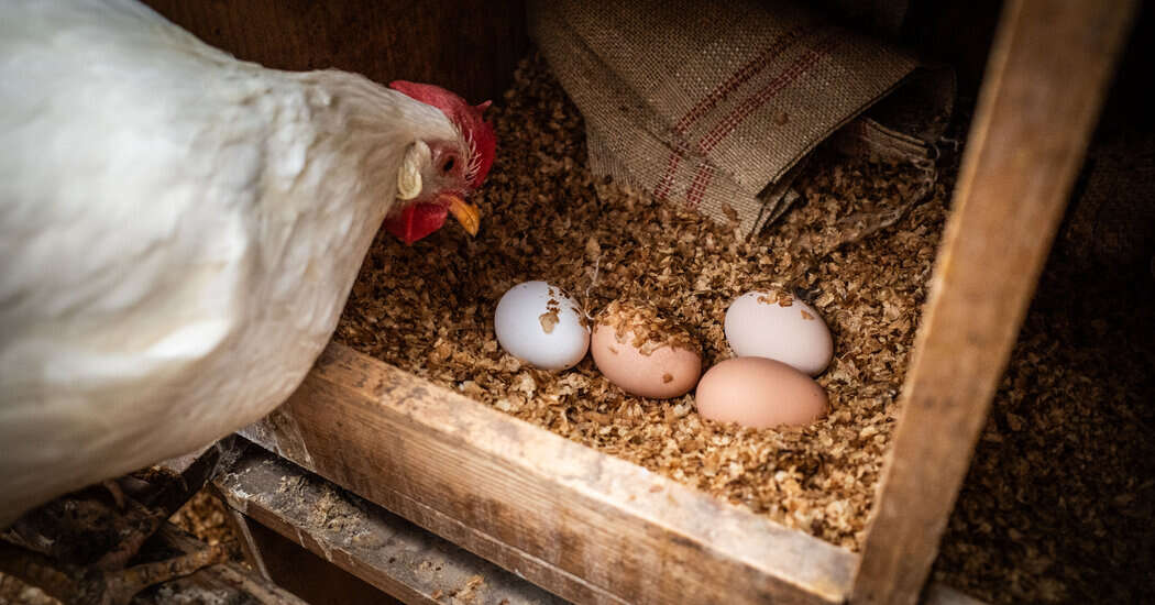 As Egg Prices Soar, U.S. Looks to Import From Other Countries