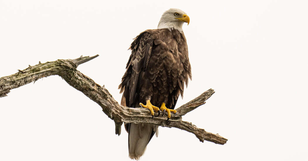 The Bald Eagle Is (Finally) the National Bird of the United States