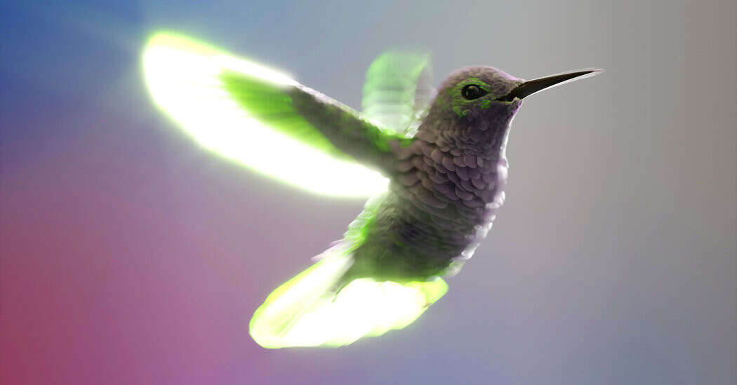 Hummingbirds’ Flight Offers Clues to Improve Drones