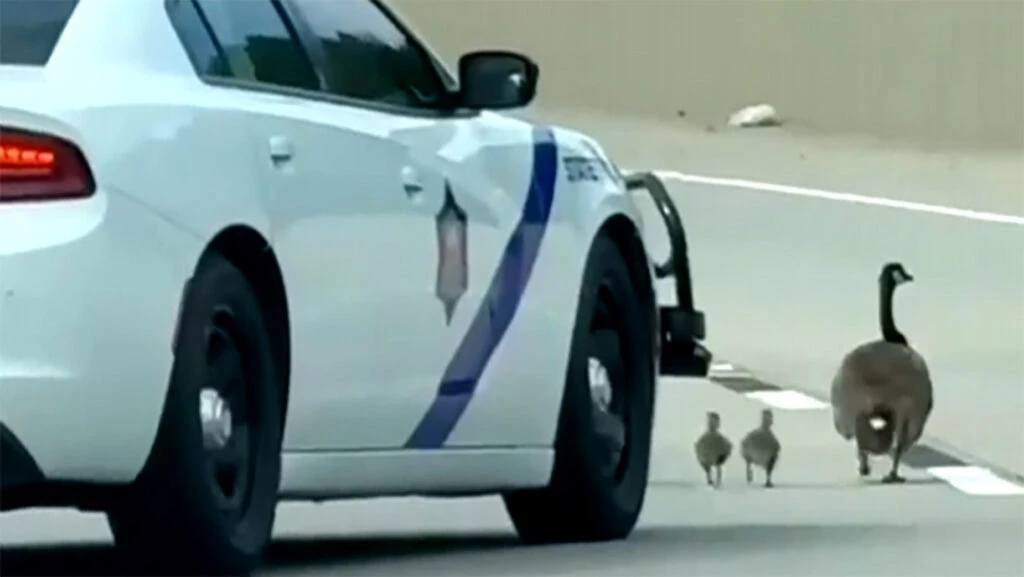 Arkansas Trooper Sent To Save A Goose Family Appears To Have Run Over Two, Now Comes The Federal Question