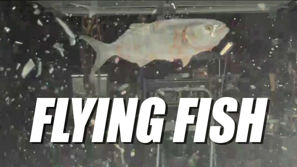 Fish Falls From The Sky, Shatters A Tesla’s Windshield