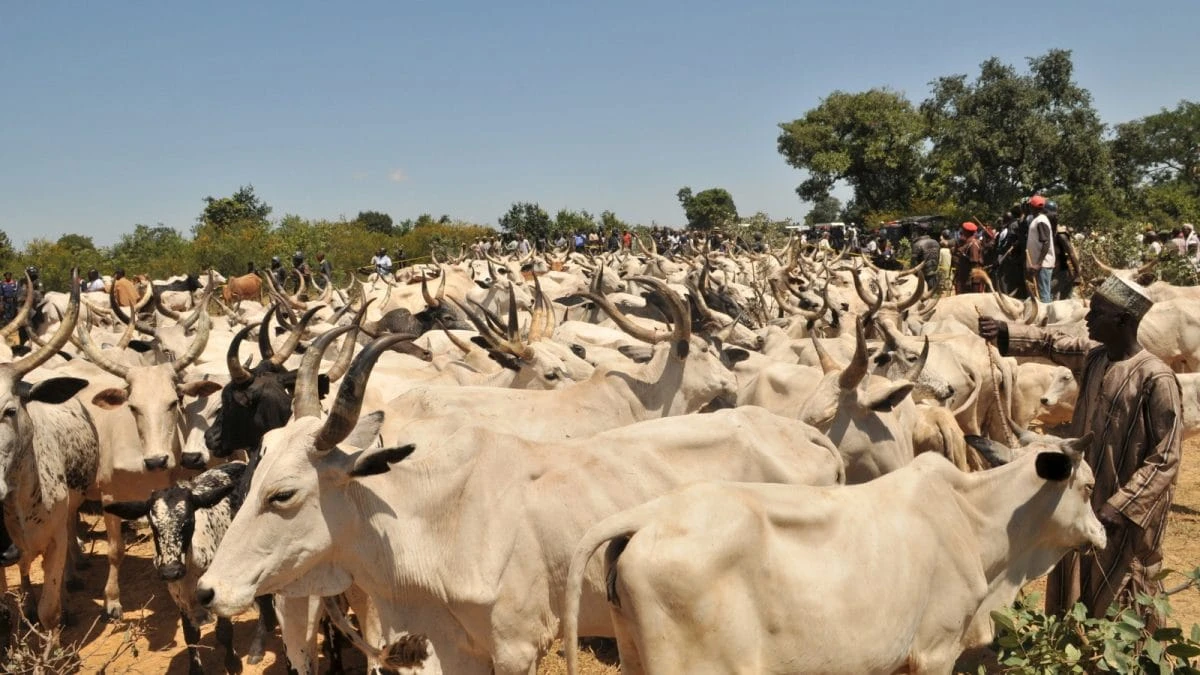 Insecurity: Group kicks against reopening of cattle market in Odolu Kabba