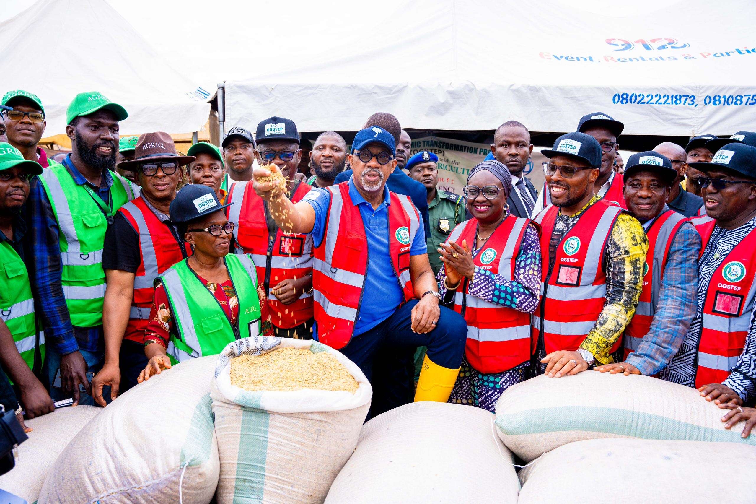 Ogun joins rice-producing states as Abiodun flags off harvest of 200-hectare plantation