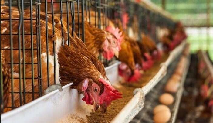 Zamfara poultry farmers lament high production cost, low patronage