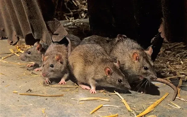 Kano confirms Lassa fever case, begins rat eradication campaign