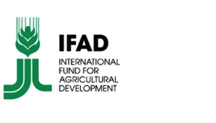 Use rice waste to produce mushrooms — IFAD urges Niger farmers