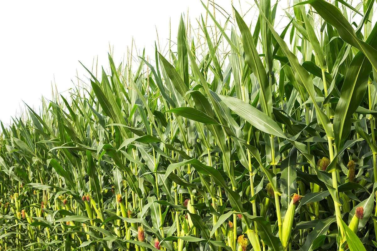 Kano farmers decry water shortage, blame failed irrigation project