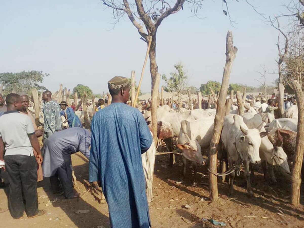 Taraba cattle recovery committee recovers 222 livestock, returns to owners