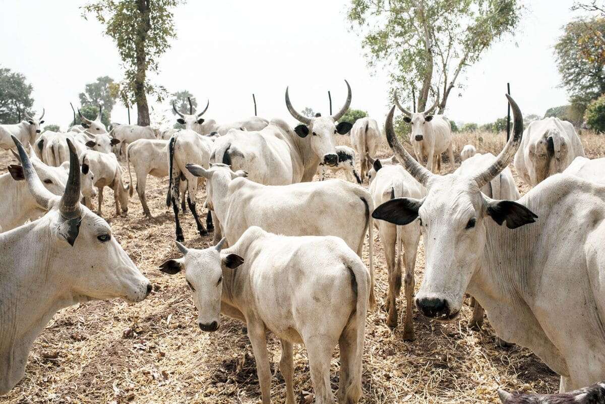 State committee recovers 222 rustled cattle in Taraba