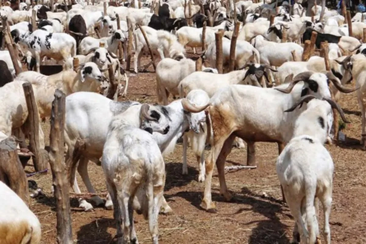 Eid-el-Adha: Borders closure, cash crunch spike livestock prices in Northern Nigeria