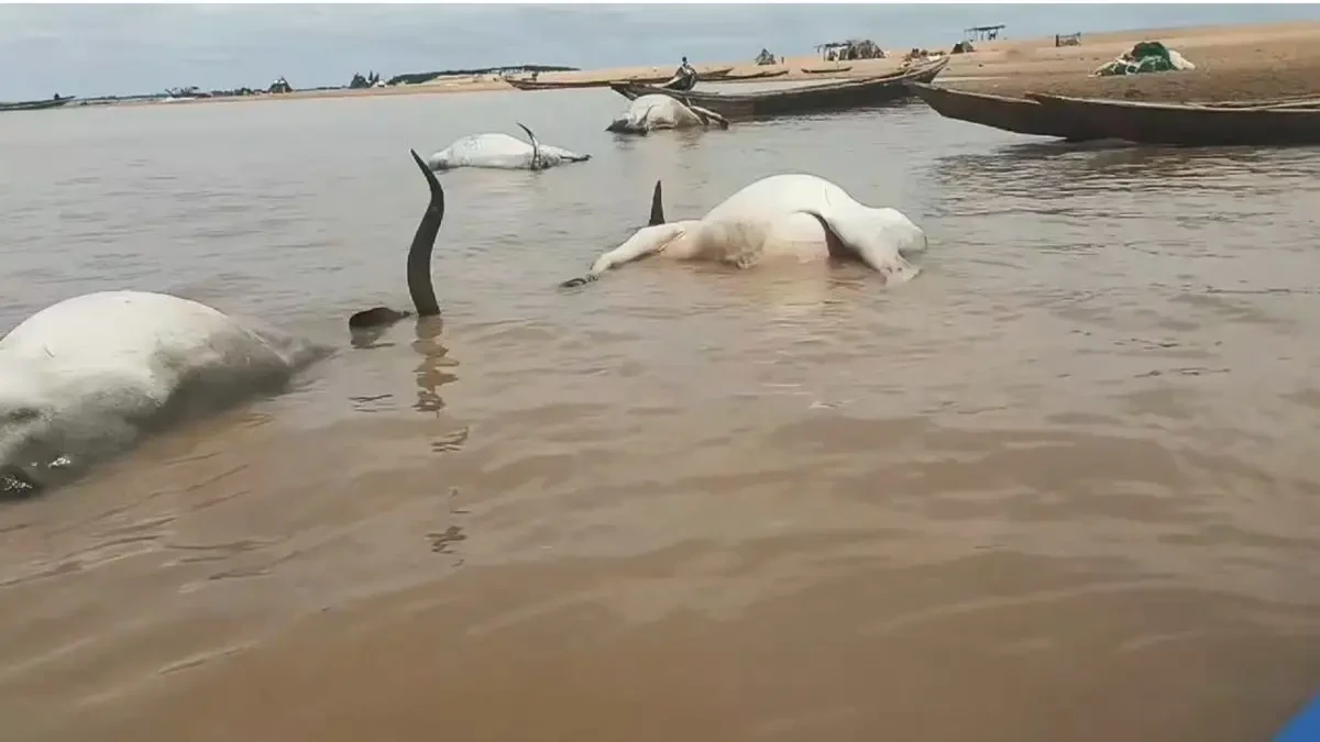 BREAKING: Over 100 cattle die mysteriously while crossing River Benue