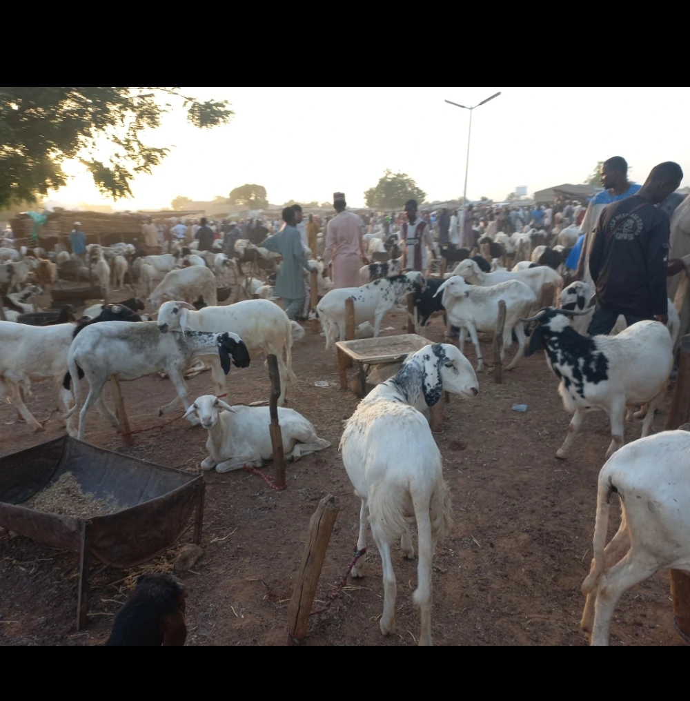 Eid-el-Kabir: Low patronage hits Damaturu livestock market