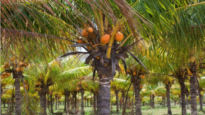 Coconut plantation land Owners demand N14bn compensation from Akwa Ibom govt