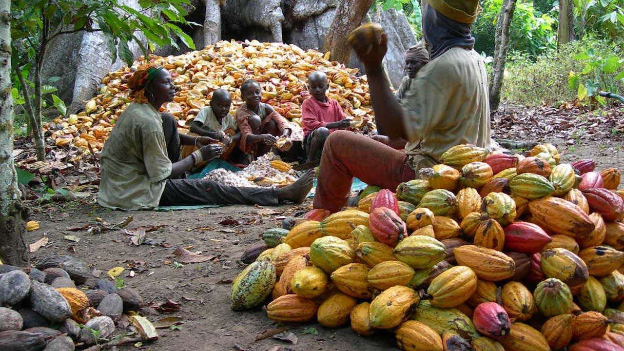 Cross River cocoa farmer accuses rival of kidnapping his staff