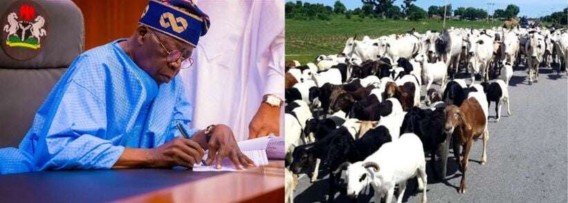 Tinubu committed to strengthen livestock industry, veterinary profession – Ajimobi