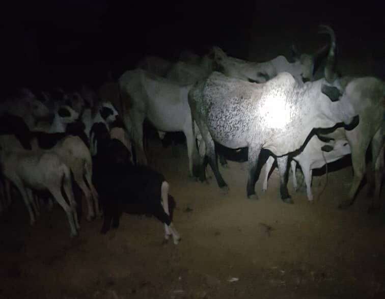 Police recover stolen livestock, rescue kidnapped victim in Niger