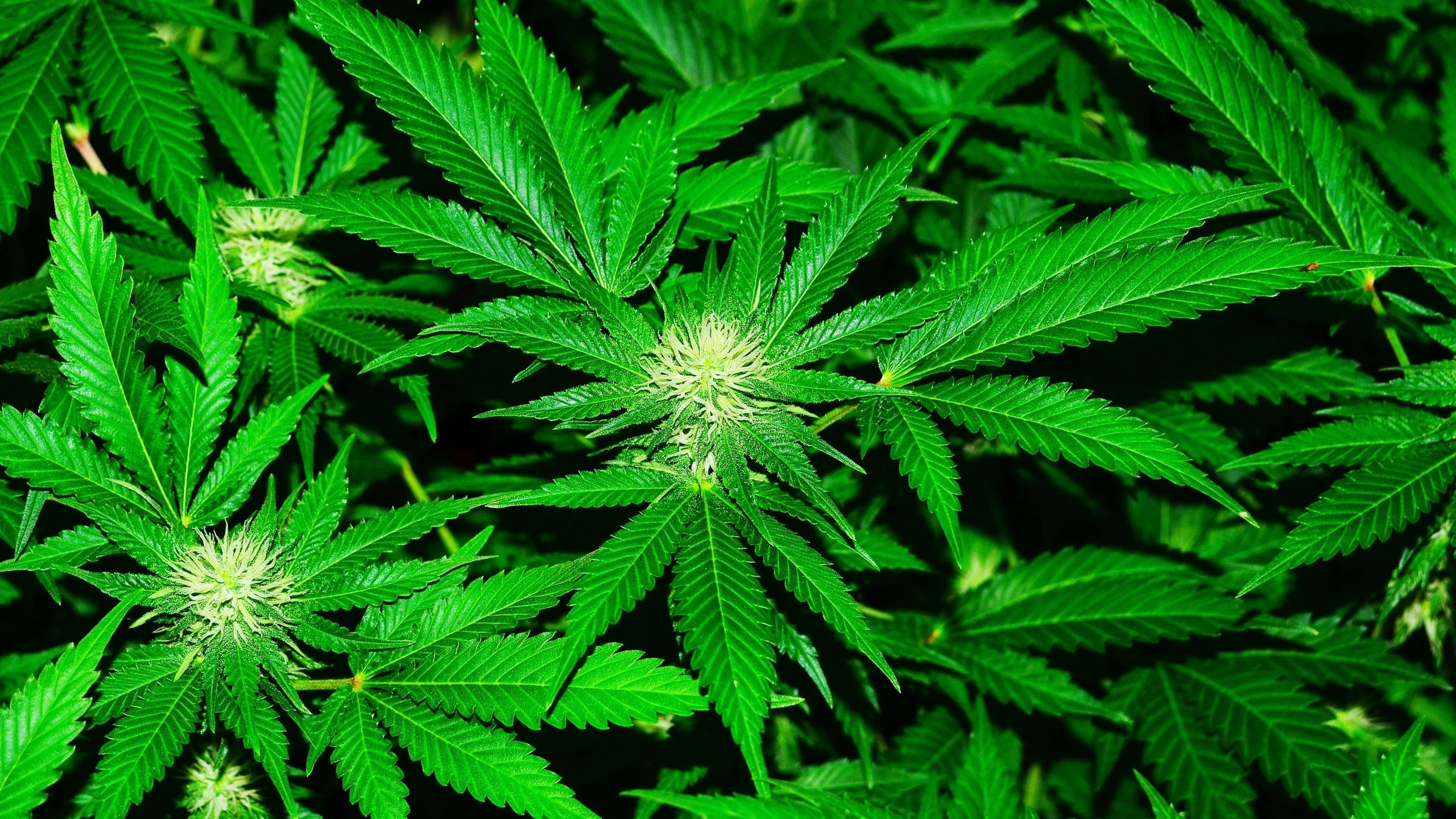 Stop calling cannabis Indian Hemp – India authorities tell Nigerians, NDLEA