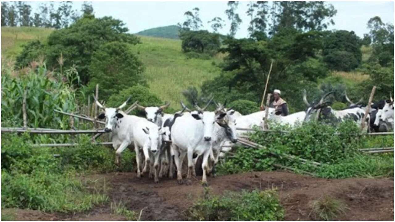 Group groans as herdsmen destroy farmland in Kogi