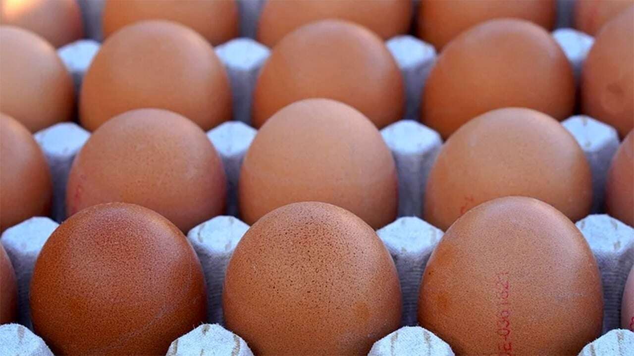 Price of eggs to drop in Nigeria with govt subsidy — Poultry farmers