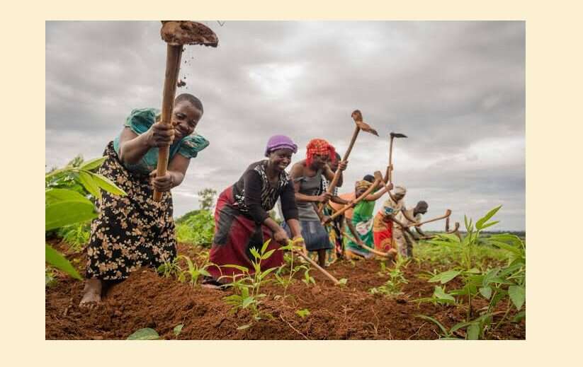 Ogun govt empowers 160 women farmers with chickens, others