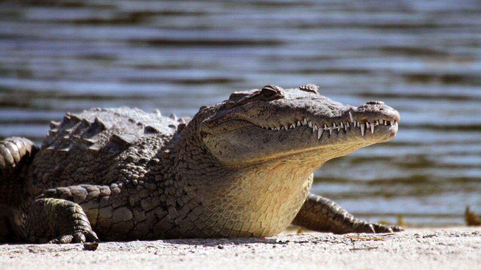 Missing man found inside crocodile