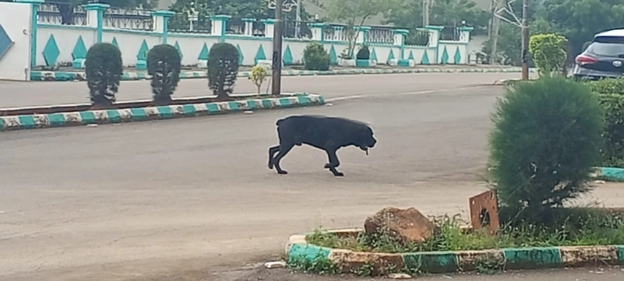 Stray dog throws Ebonyi Govt House into panic as workers flee for safety