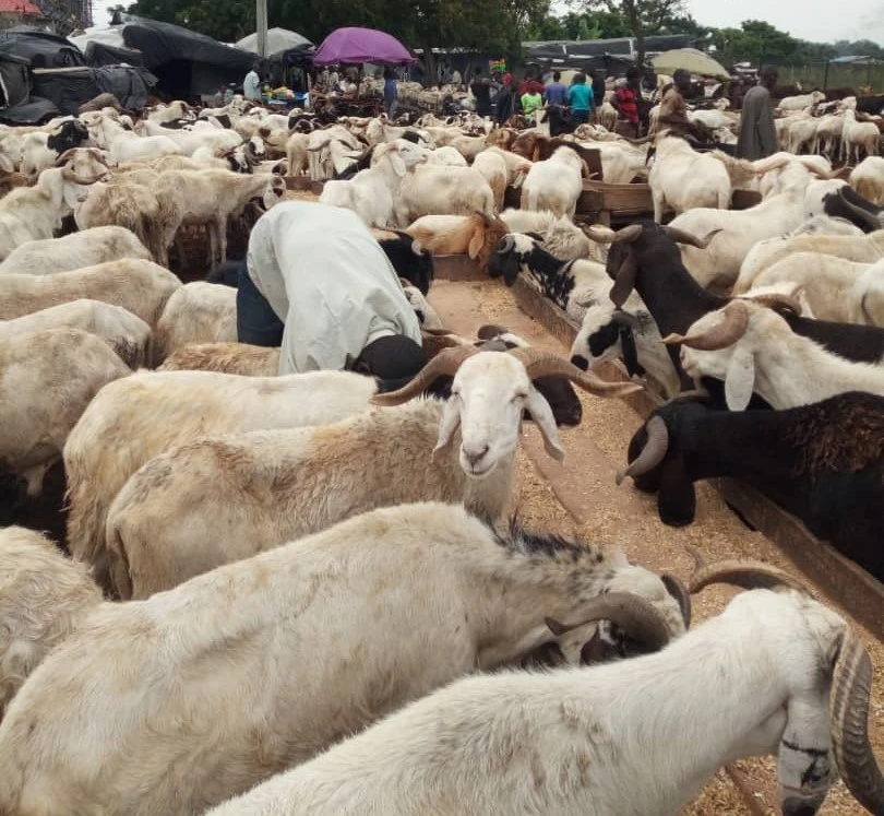 Sallah: Nigeria will survive economic hardship as ram price surges – Atus