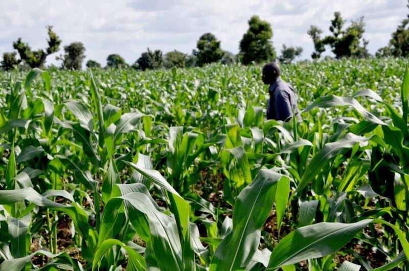 Kano govt invests N16.6bn in agriculture for 2025