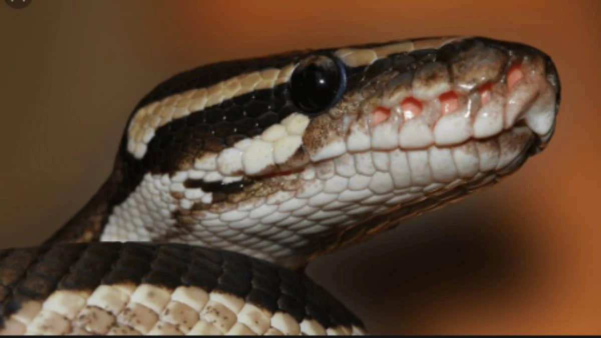 Benue: Teenager dies from snake bite in IDP camp