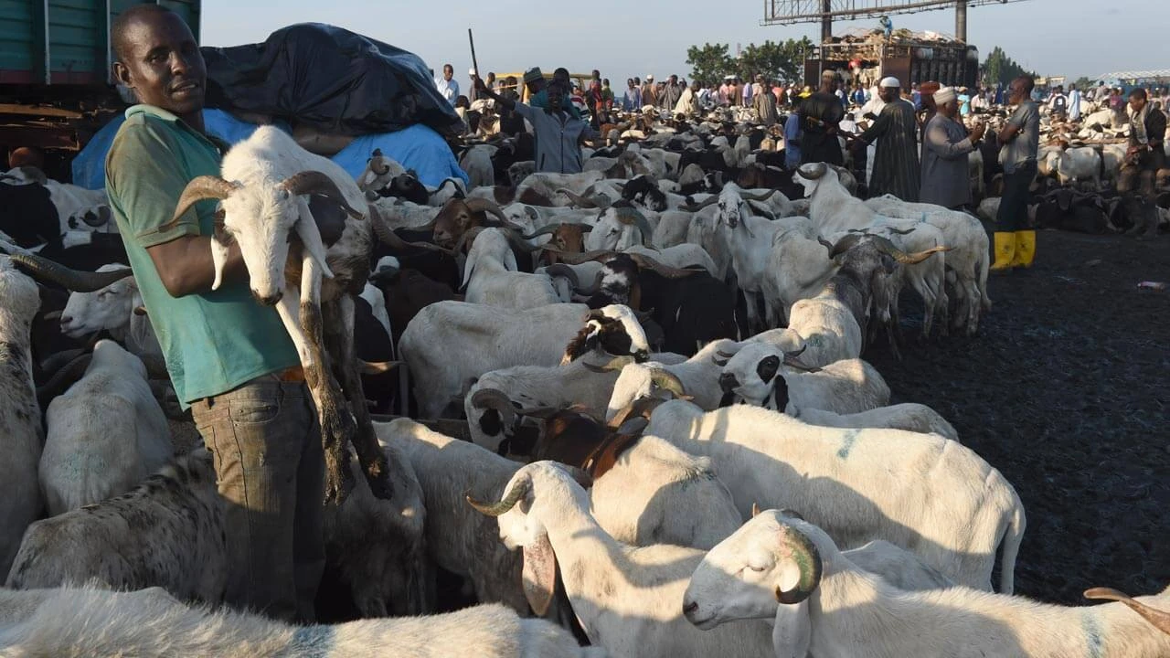 Eid-el-Kabir: Don’t grieve if you can’t afford ram – Cleric tells Muslims