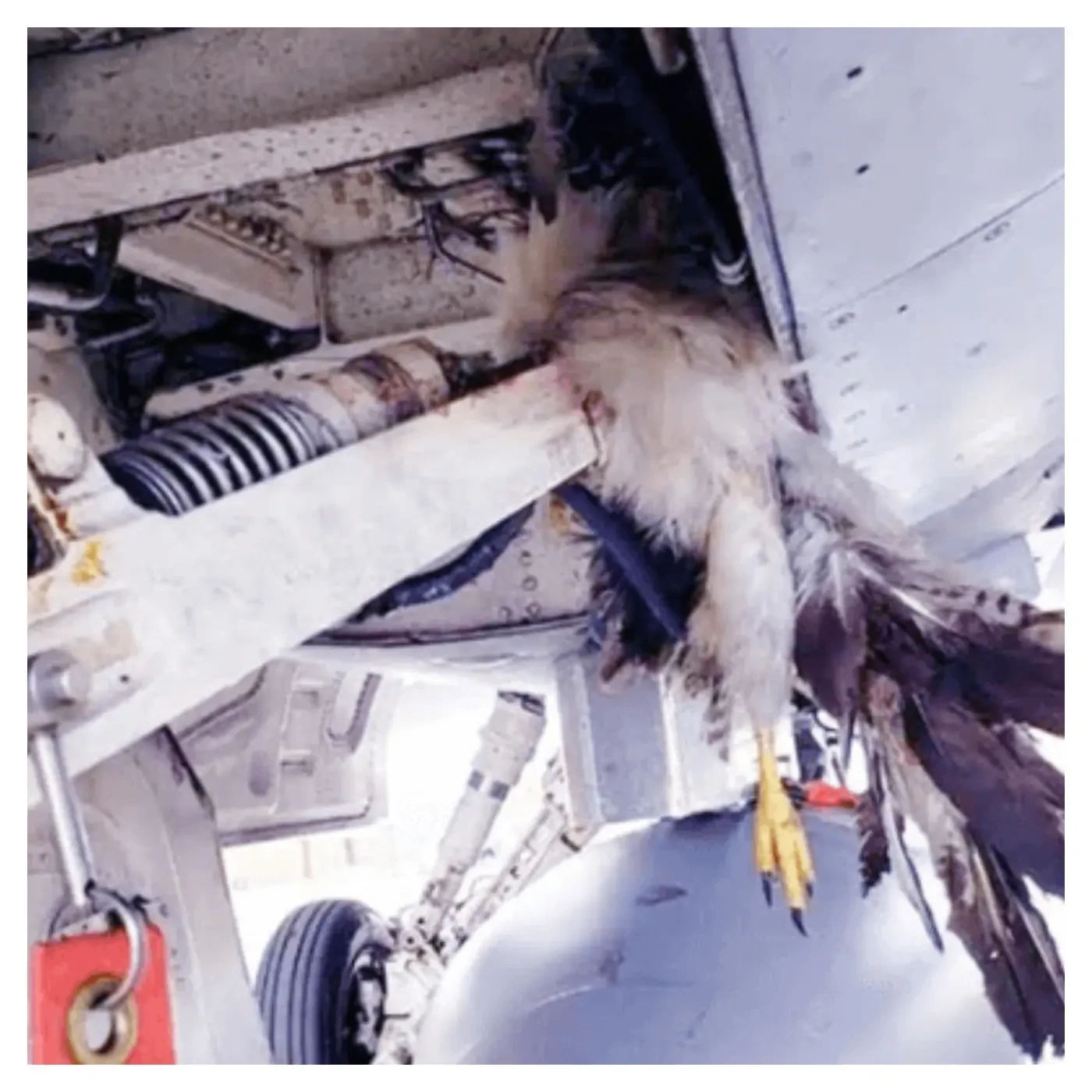 Panic as bird strikes hit Lagos Airport, Port Harcourt, others