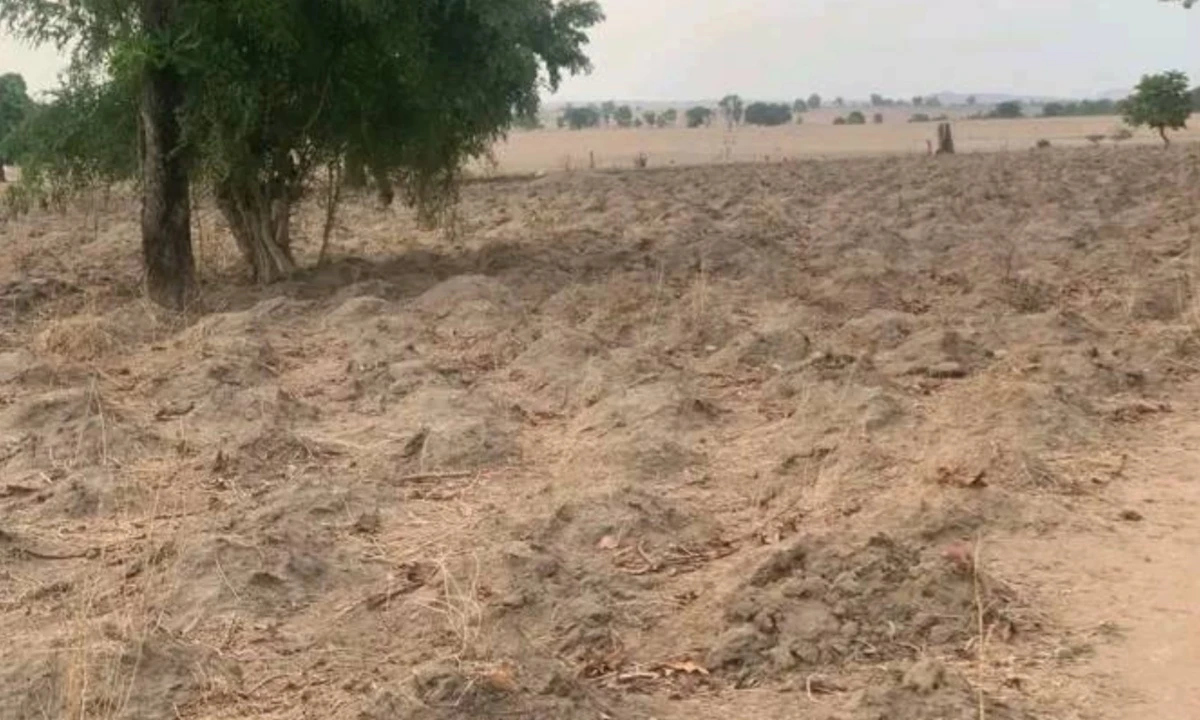 Farmer cries out as herdsmen destroy cassava farm in Nasarawa